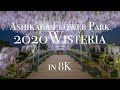 [8K60P] 2020 Ashikaga Flower Park  Wisteria あしかがフラワーパーク藤