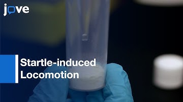 Rotenone-induced Parkinson