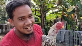 Tips cara pegang Ayam