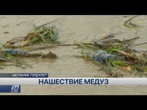 Медузы атакуют австралийские пляжи