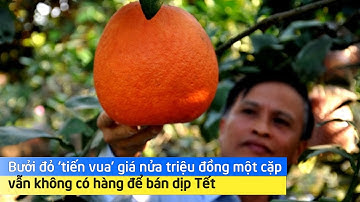 Bưởi đỏ ‘tiến vua’ giá nửa triệu đồng một cặp vẫn không có hàng để bán dịp Tết