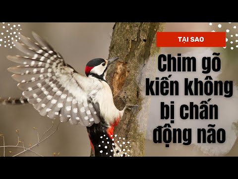 Video: Chim gõ kiến chết vì bệnh gì và không chết vì bệnh gì