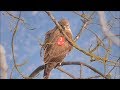 Busardo ratonero (Buteo buteo) Eurasian Buzzard