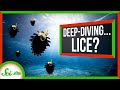 These Lice Dive Kilometers Under the Ocean!
