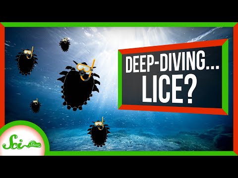 These Lice Dive Kilometers Under the Ocean! thumbnail