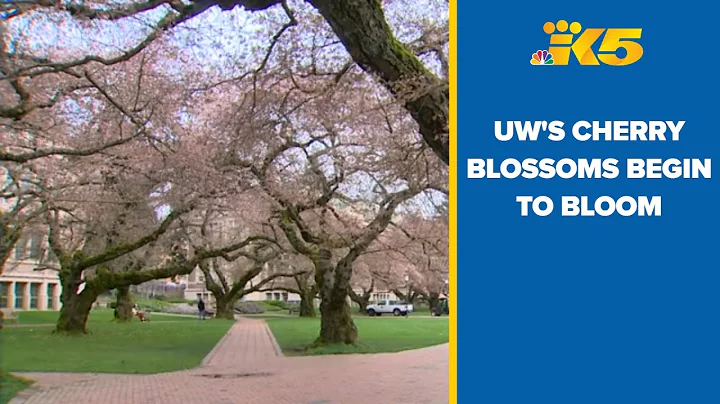 Cherry blossoms begin to bloom at UW