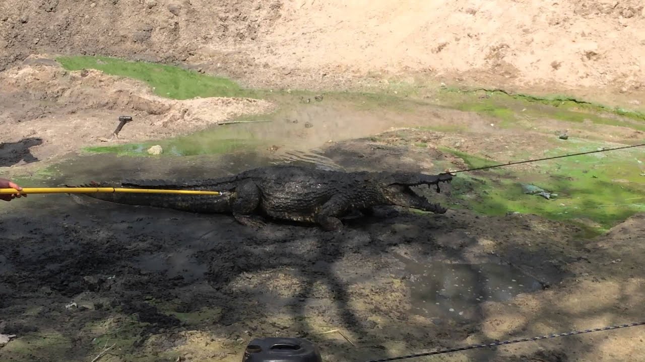 Nile Crocodile death roll YouTube
