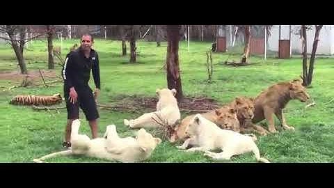 TIGER SAVES ZOOKEEPER FROM THE ATTACK OF LEOPARD