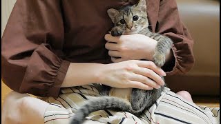 子猫が離れなくなりました