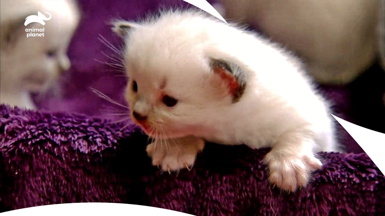 Tiny Ragdoll Kittens Befriend A Giant German Shepherd | Too Cute! S1b ep4 | Animal Planet