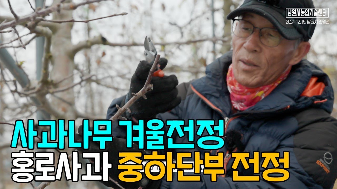 홍로 겨울전정 중하단부 사과나무 가지치기 (유병욱 강사)