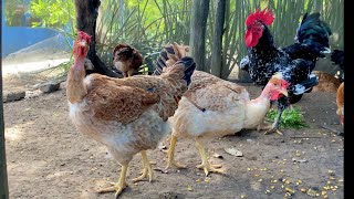 Criação de galinhas, garnizé com pintinhos suras e GSB atualização
