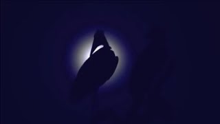 Flauta De Pan    Frank Pourcel