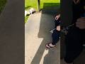 9258. Sit stay between feet distractions Nala dog treats aeroplane takeoff Esplanade 15 June 2026 MM