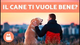 Sei la persona preferita del tuo cane? ❤10 SEGNALI per capire che il cane ti vuole bene