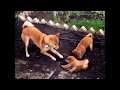 Funny dog training her pets