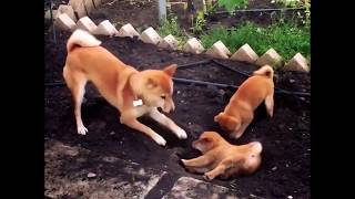 Funny dog training her pets