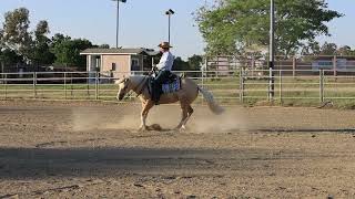 Ice T 2018 Palomino Gelding Ranch Riding