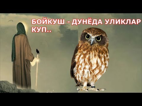 Сулаймон пайгамбар ва