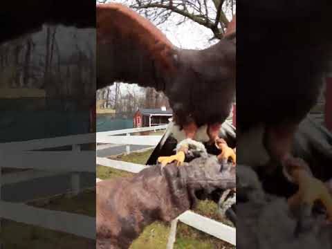 Harris Hawk (male)