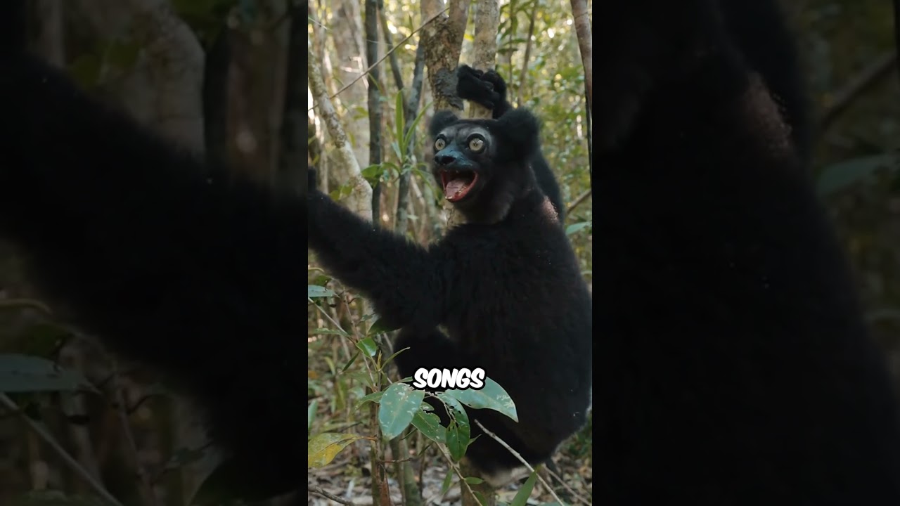 5 Wild Animals Born With Unbelievable Musical Skills #Animals #AnimalFacts