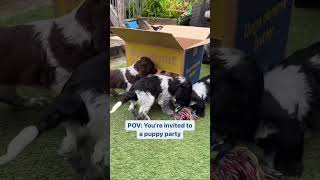 A Puppy Party