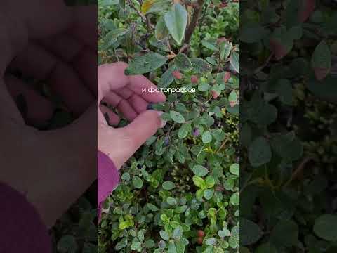 Горное озеро Серебряное