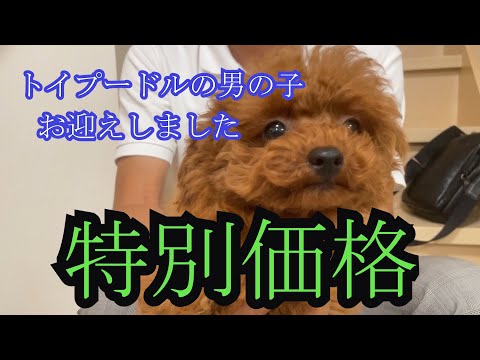 特別価格のトイプードルお迎え【トイプードルのララとハク】 - YouTube