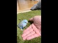 初めて指に乗る、よちよちマメルリハ
