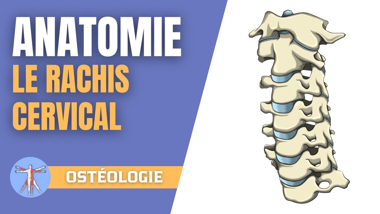 Anatomie de la colonne vertébrale | Rachis cervical