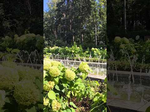 Фонтан в цветах #парк #сокольники #красиво #цветы #фонтан #лето #Shorts #TikTok
