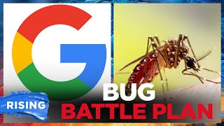 Google looks to release millions of mosquitoes in massive debugging effort | RISING
