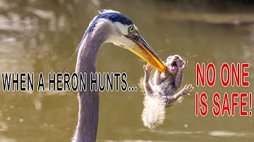 Heron Eats Screaming Squirrel in One Bite! Birding San Diego