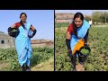 Aaj khet me vegetable harvesting with gloves