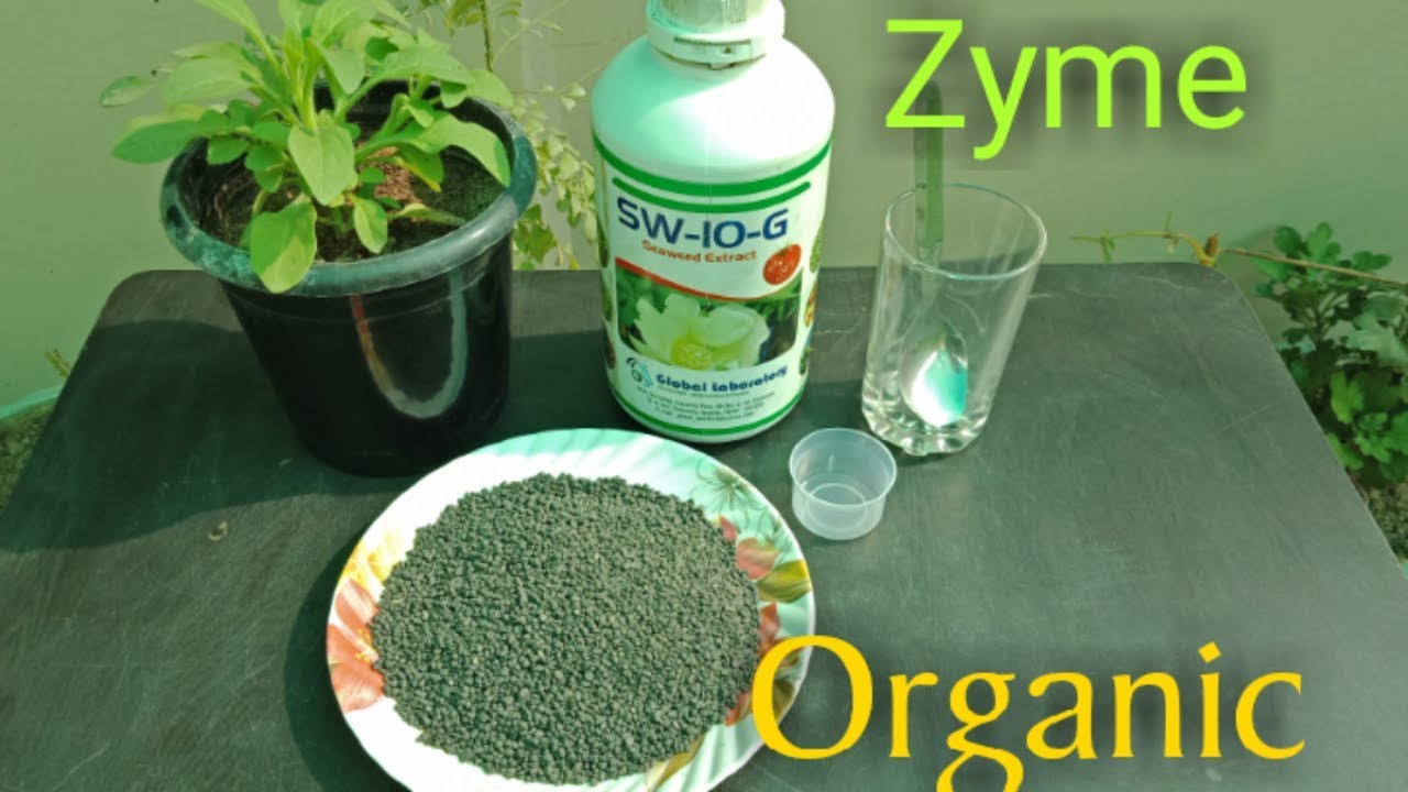 How to Use Zyme Organic fertilizer for all Plants... ऑरगेनिक जाइम खाद