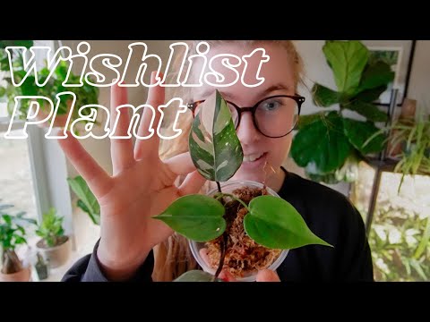Getting A Wishlist