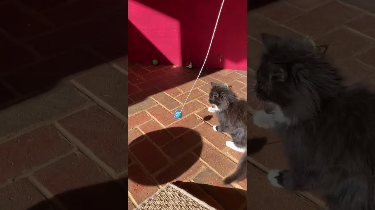 puff plays with puff ball 5 