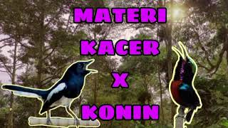 MATERI KACER X KONIN Kolibri Ninja masteran ampuh untuk Kacer meningkatkan emosi