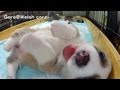 Cute corgi puppies part 12 puppy eats paw of puppy. / コーギー子犬の肉球をハムハムする子犬 20130622