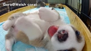 Cute corgi puppies part 12 puppy eats paw of puppy. / コーギー子犬の肉球をハムハムする子犬 20130622