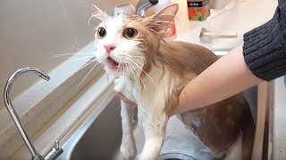 목욕 중 말문 트인 고양이