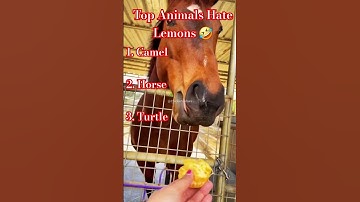 Top Animals Hate Eating Lemons #lemon #funnyanimals #funnyvideo #shorts