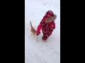 Cat Boby Slams A Kid