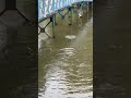 👀👀🐟🐟