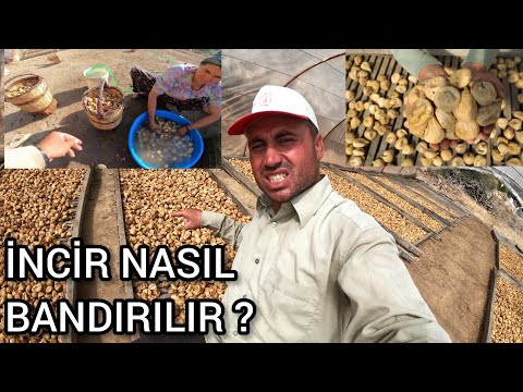 Video: Sig incirleri nasıl hesaplarsınız?