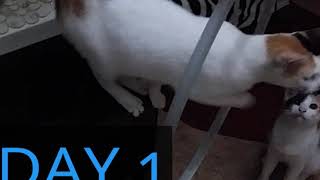 Training A Kitten To Jump Through A hoop by Cat Covid Un 124 views 3 years ago 2 minutes, 24 seconds