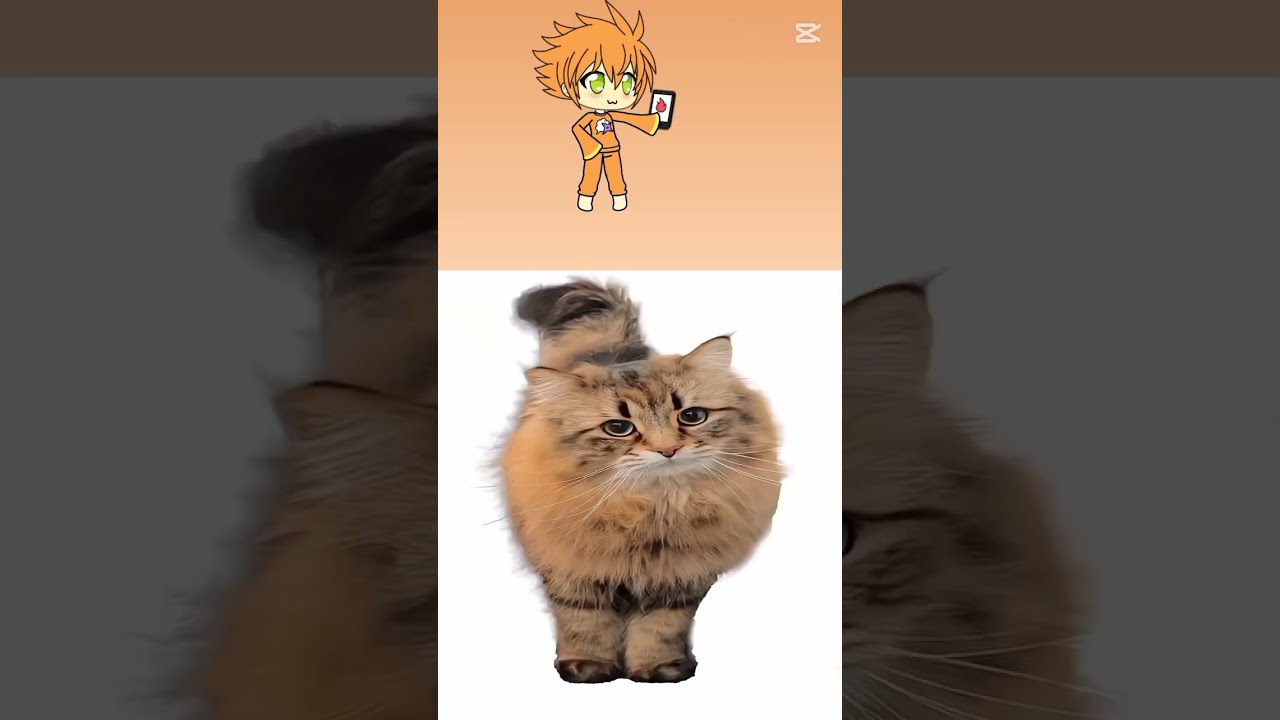 THIS IS WHEN I LOOK AT CATS Memes Funny Ailfilm Gacha Brawlstars Anime Cocacola Roby Cat