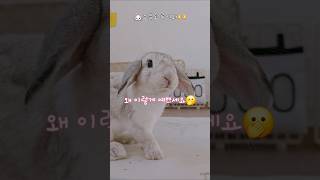 집사의 콩깍지❤️ #오늘도루이와 #bunny #토끼키우기 #rabbit #conthỏ