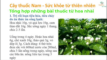 Tổng hợp những bài thuốc từ hoa nhài | Cây thuốc Nam - Sức khoẻ từ thiên nhiên