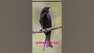 burung srigunting lencana #feed #burung #shorts